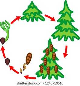 Spruce tree life cycle. Stages of growth from seed to mature spruce tree with cones