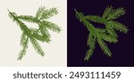 Spruce tree lush branch on white, dark background. Fir twig with green needles. Image trace, cleaned and simplified illustration. Realistic style. Not AI.