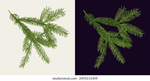 Spruce tree lush branch on white, dark background. Fir twig with green needles. Image trace, cleaned and simplified illustration. Realistic style. Not AI.