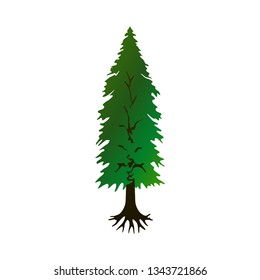 spruce tree, pine tree vector illustration