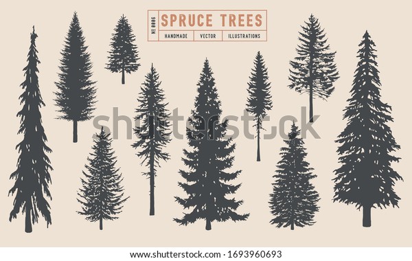 Spruce Tree Silhouette Vector Illustration Hand Stock Vector (Royalty ...