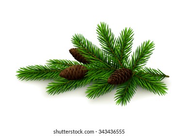 Spruce twig with cones on white background. Realistic vector illustration.
