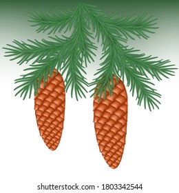 Spruce twig with two cones.Realistic vector.