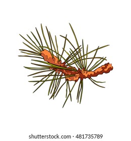 Spruce twigs. Spruce needles. Isolated vector object on white background.