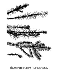 Spruce twigs objects. Vector illustration