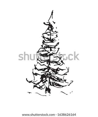 spruce vector  illustration. simple fir tree drawing isolated, blac and white. tree sketch