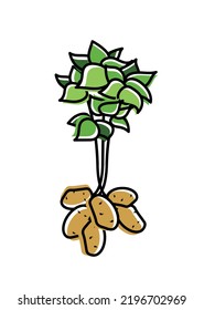 Spud plants. Harvest potato. One bush with tubers. Agricultural plant potatoes with flowers. Organic and natural potato plant and food, rustic or farming field with potatoes, vector design