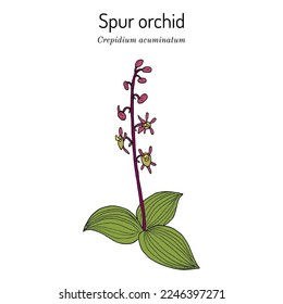 Spur orchid (crepidium acuminatum), medicinal plant. Hand drawn botanical vector illustration