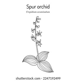 Spur orchid (crepidium acuminatum), medicinal plant. Hand drawn botanical vector illustration