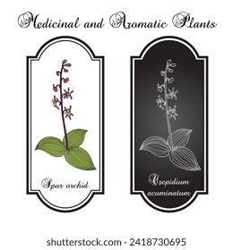 Spur orchid (crepidium acuminatum), medicinal plant. Hand drawn botanical vector illustration