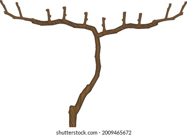 Spur pruned grape vine plant isolated on white background