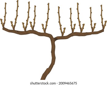 Spur pruned grape vine plant isolated on white background