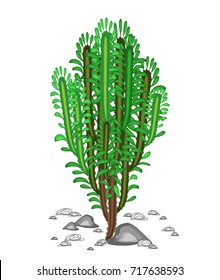 The spurge grows in nature. Beautiful and unpretentious. Decorative juicy green twigs. Decoration of dry earth in hot climates. Vector illustration.