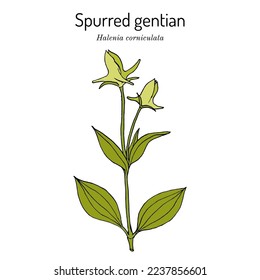 Spurred gentian (halenia corniculata), medicinal plant. Hand drawn botanical vector illustration