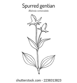 Spurred gentian (halenia corniculata), medicinal plant. Hand drawn botanical vector illustration