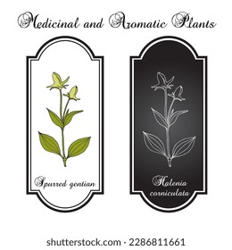 Spurred gentian (halenia corniculata), medicinal plant. Hand drawn botanical vector illustration