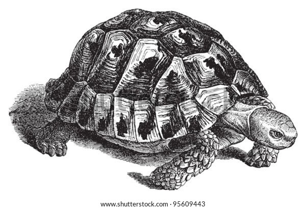 Spurthighed Tortoise Greek Tortoise Testudo Graeca Stock Vector ...