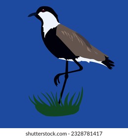 Spur-winged lapwing or spur-winged plover or Vanellus spinosus bird with green plant isolated on blue background.