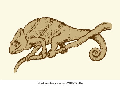 Squamate cute old big Chamaeleon isolated on white backdrop. Freehand outline ink hand drawn picture symbol sketchy in art retro scribble style pen on paper. Closeup view with space for text on sky