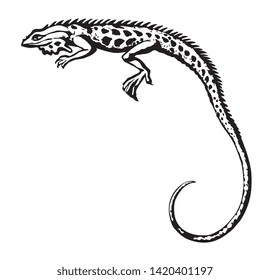 Squamate old reptiles Lacertilia pet isolated on white backdrop. Freehand outline ink hand drawn picture symbol sketchy in art retro doodle style pen on paper. Closeup view with space for text on sky