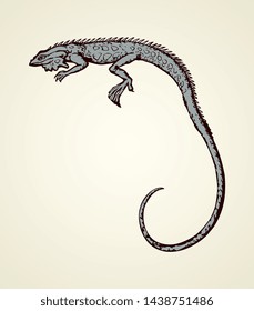 Squamate old reptiles Lacertilia pet isolated on white backdrop. Freehand outline ink hand drawn picture symbol sketchy in art retro doodle style pen on paper. Closeup view with space for text on sky