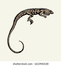 Squamate old reptiles Lacertilia pet isolated on white backdrop. Freehand outline ink hand drawn picture symbol sketchy in art retro doodle style pen on paper. Closeup view with space for text on sky