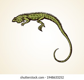 Squamate old reptiles Lacertilia pet isolated on white backdrop. Freehand outline ink hand drawn picture symbol sketchy in art retro doodle style pen on paper. Closeup view with space for text on sky