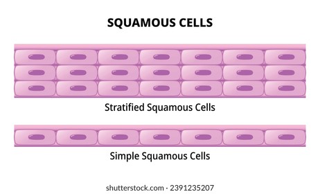 Squamous Cell - Simple Squamous Epithelium - Stratified Squamous Epithelium - Histology Medical Vector Illustration