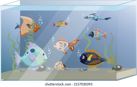 Square aquarium with six colorful fish and seaweed, isolated on white background