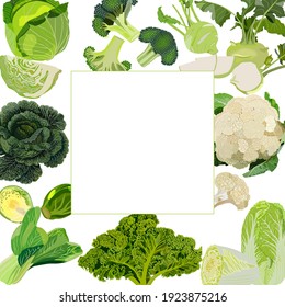 Square Banner. White, Savoy, Chinese, Curly Cabbage. Bok Choy And Kale. Broccoli And Brussels Sprouts. Kohlrabi And Cauliflower. Vector Illustration