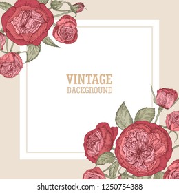 Square card template with tender blooming English roses and place for text. Natural background or backdrop decorated by garden flowers. Botanical vector illustration in elegant antique style.