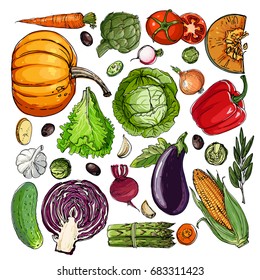 Square of colored vegetables.  Fresh food. Pumpkin, Cabbage, Blockley, kohlrabi, cauliflower, Brussels, beets, asparagus, corn, garlic, tomato line drawn on a white background. Vector illustration.