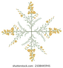 Square cross design with four blooming branches of Scotch Broom plant. Common broom. Cytisus scoparius. Sarothamnus scoparius.