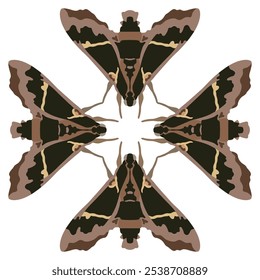 Square cross shape design with four Cizara sculpta moths. Beautiful Sphingida butterfly with spotted winged. Insect animal geometrical ornament. 