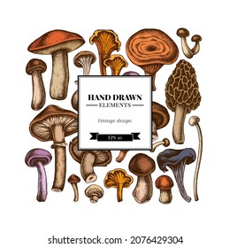 Square design with colored oyster mushroom, champignon, honey agaric, shiitake, porcini, morel mushroom, chanterelle, aspen mushroom, enoki , shimeji, black chanterelle, red pine mushroom, portobello