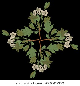 Square floral cross design. Rhombus shape mandala with blooming branches of hawthorn tree. On black background.