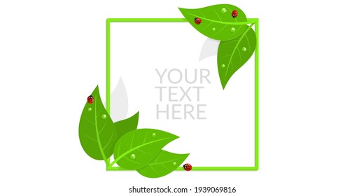 Square Frame Banner With Red Ladybugs And Green Leaves with Water Drops Isolated Vector Illustration Art