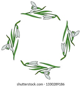 Square frame of beautiful snowdrops. Isolated flowers  on white background for your design. 
