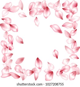 Square frame border of blossom flying petals isolated on white invitation background, flower parts wedding decorative frame. Pink blossom elements, flower petals valentines day background border.