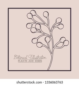 square frame with branch and seeds drawn