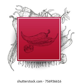 Square frame with chili peppers in retro hand drawn, sketches, engraved style. Design elements for banner, cover, label, package, promote. Isolated on white background. Modern vector illustration.