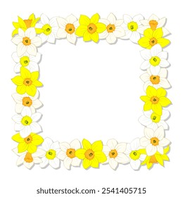 Moldura quadrada de narcisos ou narcisos isolados em branco. Flores de desenhos animados amarelas e brancas, botões floridos. Clipart de vetor, modelo vazio para design de web floral de Páscoa e primavera ou cartão de saudação.