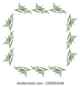 Square frame of drawing snowdrops. Isolated flowers  on white background for your design. 