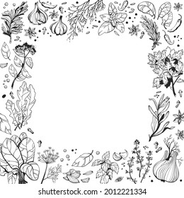 Square frame with herbs and spices. Linear botanical drawing. Vector illustration isolated on white background. Culinary and medicinal herbs.