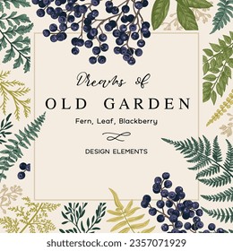 Square frame with leaves and blackberries. Vector botanical illustration. Colorful. Vintage floral background.