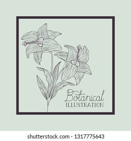 square frame with lily flowers drawn