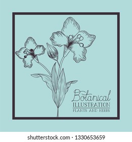 square frame with lily flowers drawn