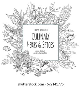 Square frame surrounded by culinary herbs and spices, vector illustration