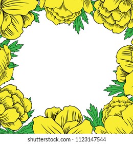 Square frame Trollius asiaticus flowers, Globeflower or Kupavna hand drawn vector isolated on white background, Ranunculus or Kupavka for package, medicine, wedding invitation, greeting card, cosmetic