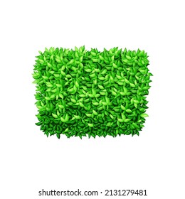 Square green bush on a white isolated background. Decorative shrub for the design of a park, garden or green fence